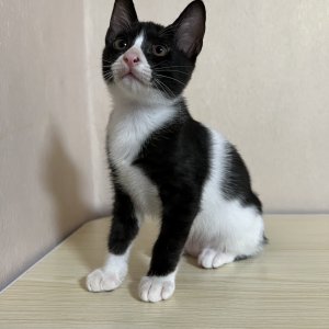고양이 실종 코리아쇼트헤어 부산광역시 동래구