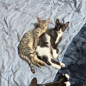 고양이를 찾습니다 고양이 전단지