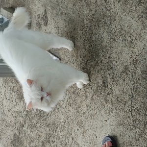 고양이를 찾습니다 고양이 전단지