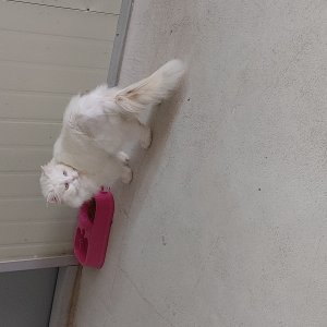 고양이 실종 시베리안 충청북도 영동군