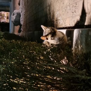 고양이 주인을 찾습니다 고양이 전단지
