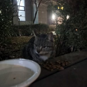 고양이 목격 코리아쇼트헤어 경기도 남양주시