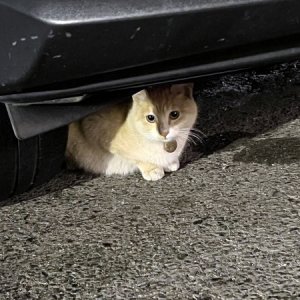 고양이 목격 기타묘종 대구광역시 달서구