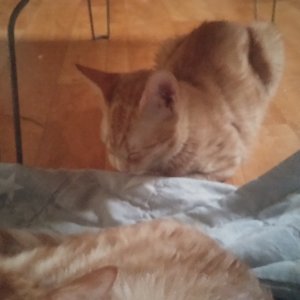고양이를 찾습니다 고양이 전단지