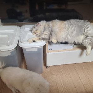 고양이 실종 페르시안 부산광역시 동래구
