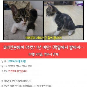 고양이 실종 코리아쇼트헤어 경상북도 영주시