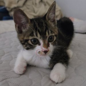 고양이를 찾습니다 고양이 전단지