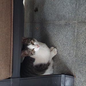 고양이 실종 아메리칸쇼트헤어 경상북도 경산시