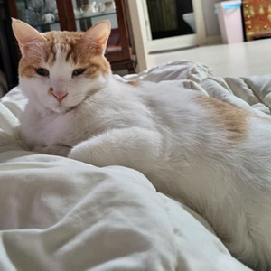 고양이 실종 코리아쇼트헤어 서울특별시 강동구