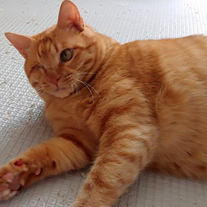 고양이 실종 코리아쇼트헤어 서울특별시 강서구