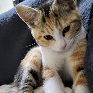 고양이 실종 코리아쇼트헤어 충청남도 아산시