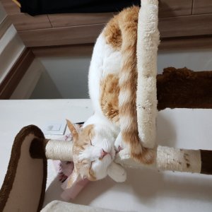 고양이를 찾습니다 고양이 전단지