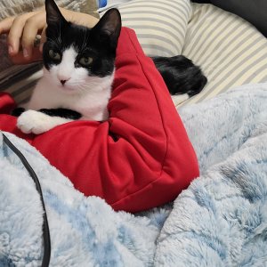 고양이 실종 코리아쇼트헤어 강원도 춘천시