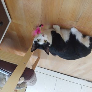 고양이 실종 코리아쇼트헤어 서울특별시 광진구