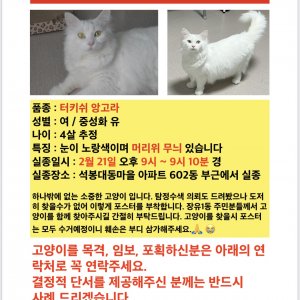 고양이 실종 터키시앙고라 경상남도 김해시
