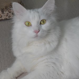 고양이를 찾습니다 고양이 전단지