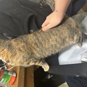 고양이 실종 코리아쇼트헤어 인천광역시 계양구