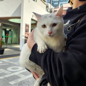 고양이 목격 터키시앙고라 부산광역시 사상구