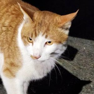 고양이 목격 코리아쇼트헤어 충청북도 청주시 청원구