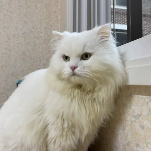 고양이를 찾습니다 고양이 전단지