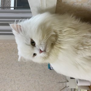 고양이 실종 페르시안 서울특별시 강북구