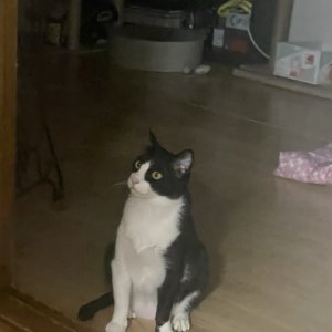 고양이를 찾습니다 고양이 전단지