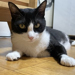 고양이 실종 코리아쇼트헤어 경기도 하남시