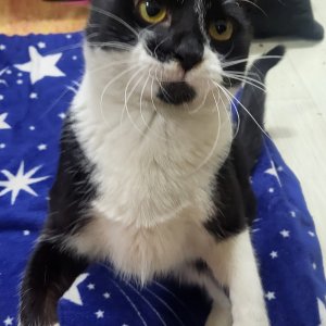 고양이 실종 코리아쇼트헤어 충청남도 천안시 서북구