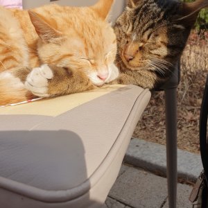 고양이를 찾습니다 고양이 전단지