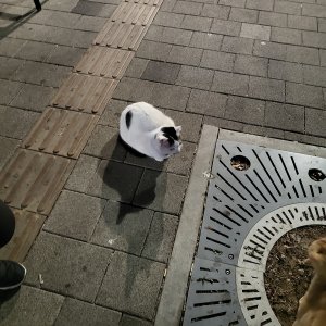 고양이 목격 코리아쇼트헤어 경기도 성남시 중원구