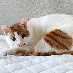 고양이 실종 코리아쇼트헤어 경기도 수원시 영통구