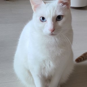 고양이를 찾습니다 고양이 전단지