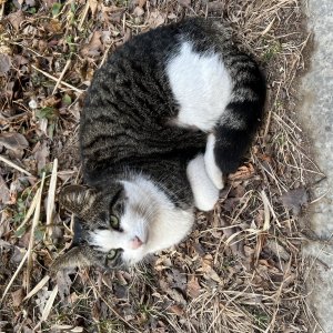고양이 주인을 찾습니다 고양이 전단지
