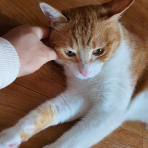 고양이를 찾습니다 고양이 전단지