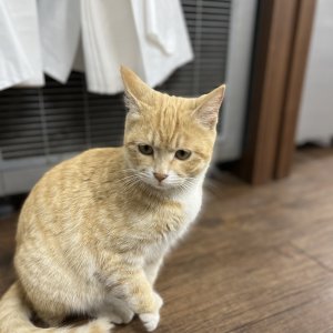 고양이를 찾습니다 고양이 전단지