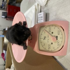 고양이 주인을 찾습니다 고양이 전단지