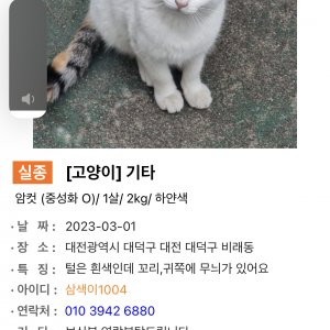 고양이를 찾습니다 고양이 전단지
