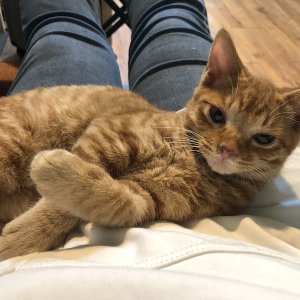 고양이를 찾습니다 고양이 전단지