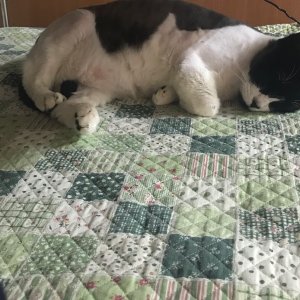 고양이를 찾습니다 고양이 전단지