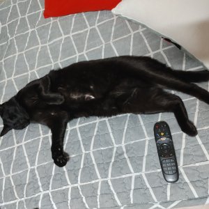 고양이를 찾습니다 고양이 전단지