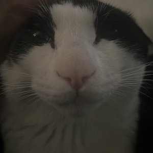 고양이를 찾습니다 고양이 전단지