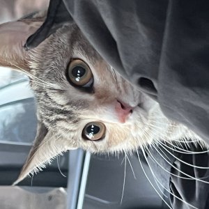 고양이를 찾습니다 고양이 전단지