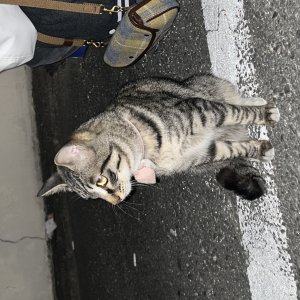 고양이 주인을 찾습니다 고양이 전단지