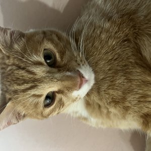 고양이를 찾습니다 고양이 전단지