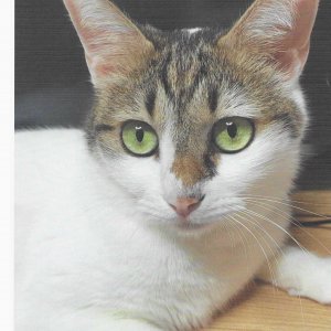 고양이를 찾습니다 고양이 전단지