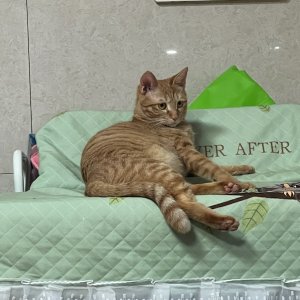 고양이를 찾습니다 고양이 전단지