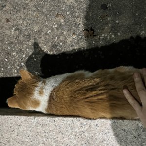 고양이를 찾습니다 고양이 전단지