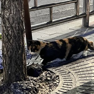 고양이 주인을 찾습니다 고양이 전단지