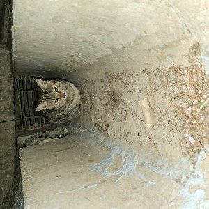 고양이 주인을 찾습니다 고양이 전단지