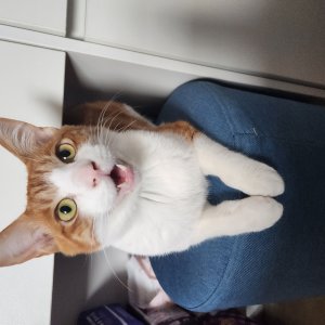 고양이를 찾습니다 고양이 전단지
